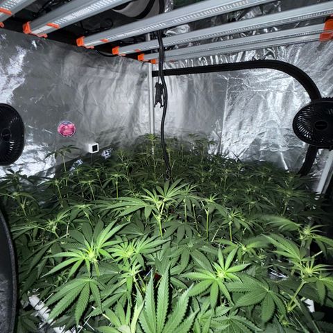 Super Lemon Haze x Clementine growlog timeline photo