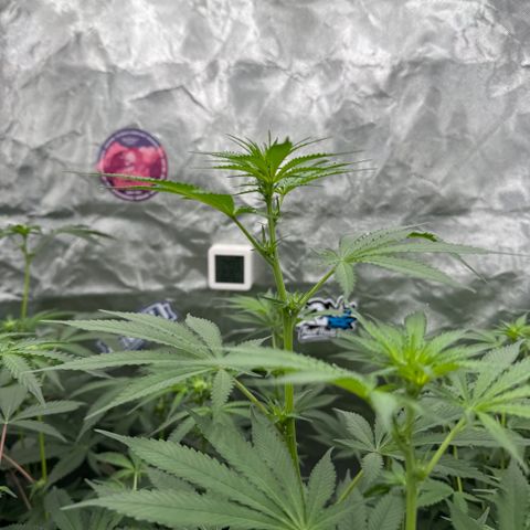 Super Lemon Haze x Clementine growlog timeline photo