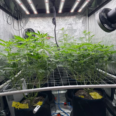 Pineapple Upside Down Cake growlog timeline photo