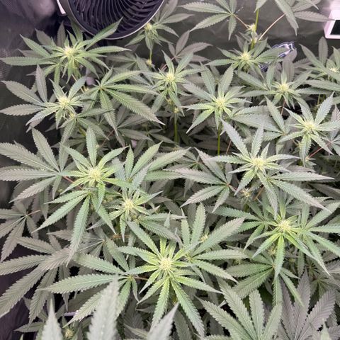 Super Lemon Haze x Clementine growlog timeline photo