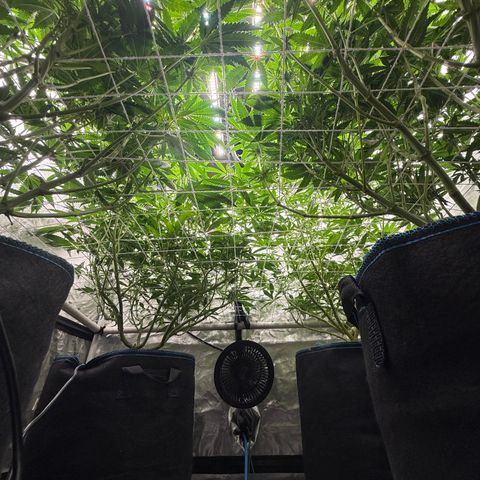 Super Lemon Haze x Clementine growlog timeline photo