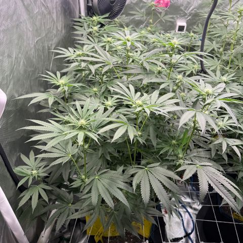 Super Lemon Haze x Clementine growlog timeline photo