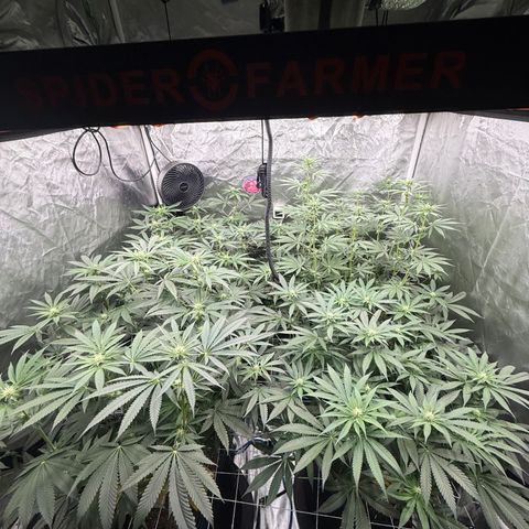 Super Lemon Haze x Clementine growlog timeline photo
