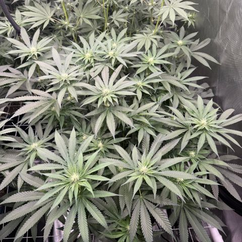 Super Lemon Haze x Clementine growlog timeline photo