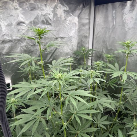 Super Lemon Haze x Clementine growlog timeline photo