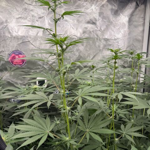 Super Lemon Haze x Clementine growlog timeline photo