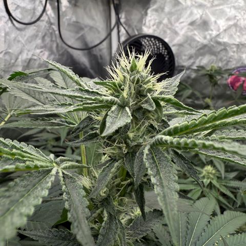 Super Lemon Haze x Clementine growlog timeline photo