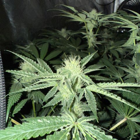 Super Lemon Haze x Clementine growlog timeline photo