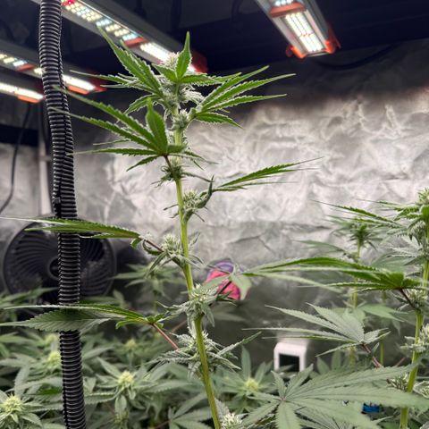 Super Lemon Haze x Clementine growlog timeline photo