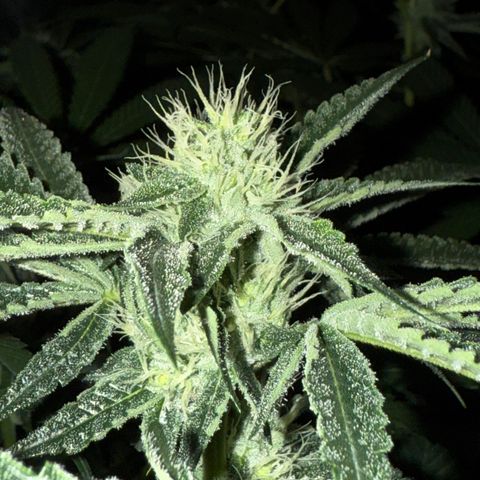 Super Lemon Haze x Clementine growlog timeline photo