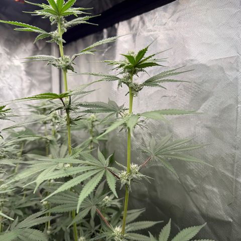 Super Lemon Haze x Clementine growlog timeline photo