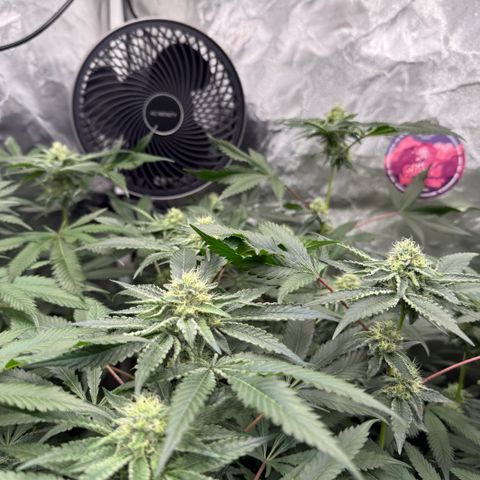 Super Lemon Haze x Clementine growlog timeline photo