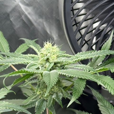 Super Lemon Haze x Clementine growlog timeline photo