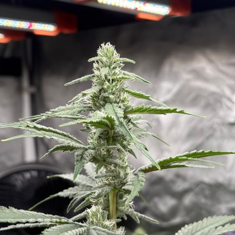 Super Lemon Haze x Clementine growlog timeline photo