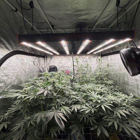 Super Lemon Haze x Clementine growlog timeline photo
