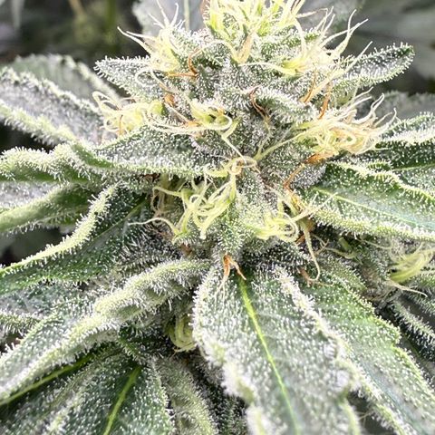 Super Lemon Haze x Clementine growlog timeline photo