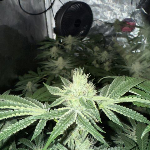 Super Lemon Haze X GMO growlog timeline photo