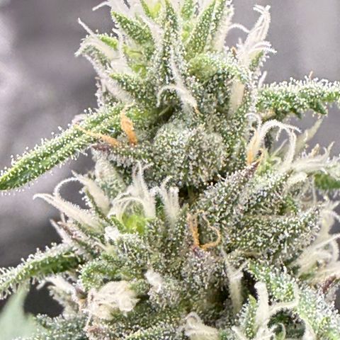 Super Lemon Haze x Clementine growlog timeline photo