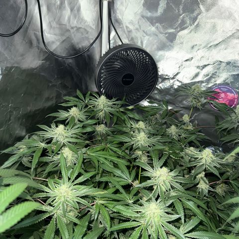 Super Lemon Haze X GMO growlog timeline photo