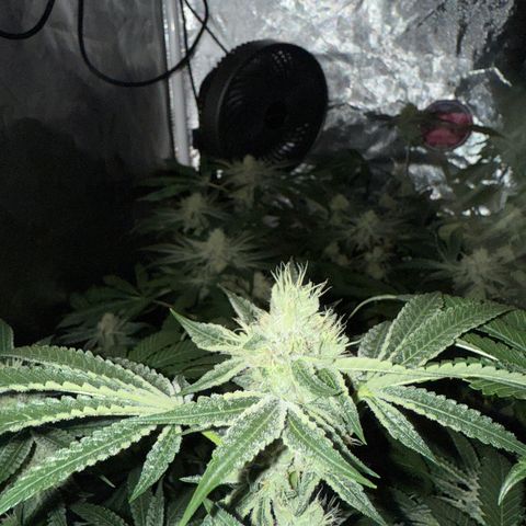 Super Lemon Haze X GMO growlog timeline photo
