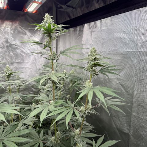 Super Lemon Haze x Clementine growlog timeline photo