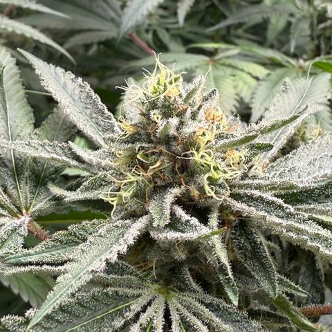 Super Lemon Haze x Clementine growlog timeline photo