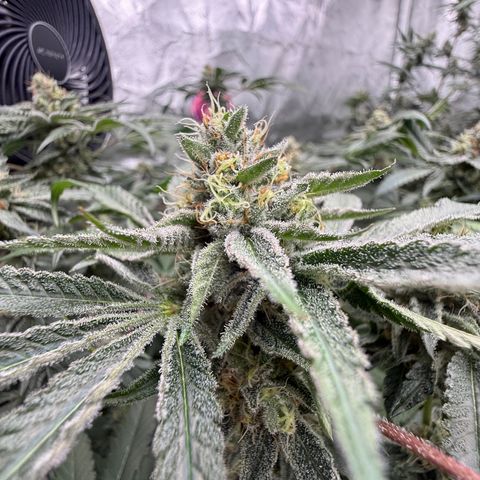 Super Lemon Haze x Clementine growlog timeline photo