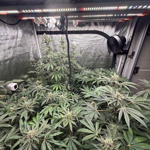 Super Lemon Haze x Clementine growlog timeline photo