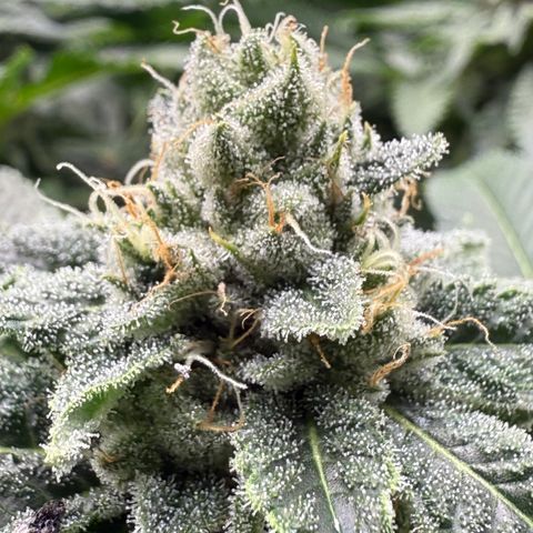 Super Lemon Haze x Clementine growlog timeline photo
