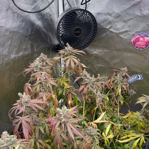 Super Lemon Haze x Clementine growlog timeline photo