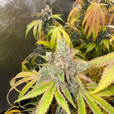 Super Lemon Haze x Clementine growlog timeline photo