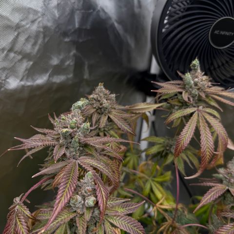 Super Lemon Haze x Clementine growlog timeline photo