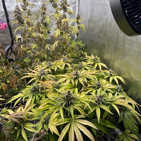 Super Lemon Haze x Clementine growlog timeline photo