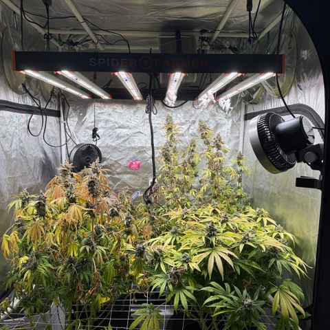 Super Lemon Haze x Clementine growlog timeline photo