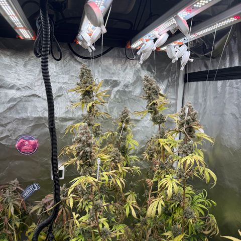 Super Lemon Haze x Clementine growlog timeline photo