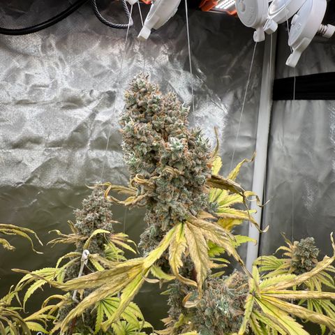 Super Lemon Haze x Clementine growlog timeline photo