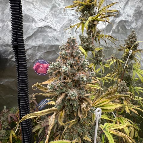 Super Lemon Haze x Clementine growlog timeline photo