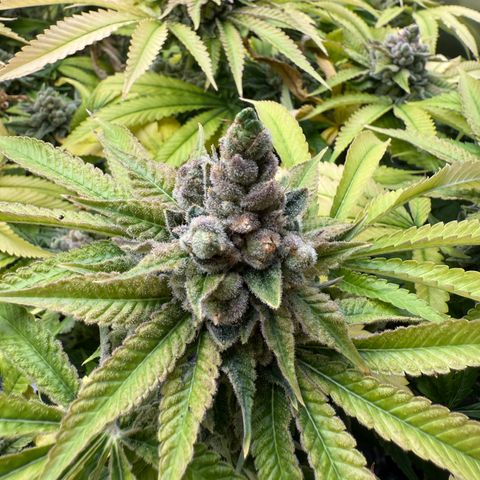 Super Lemon Haze x Clementine growlog timeline photo
