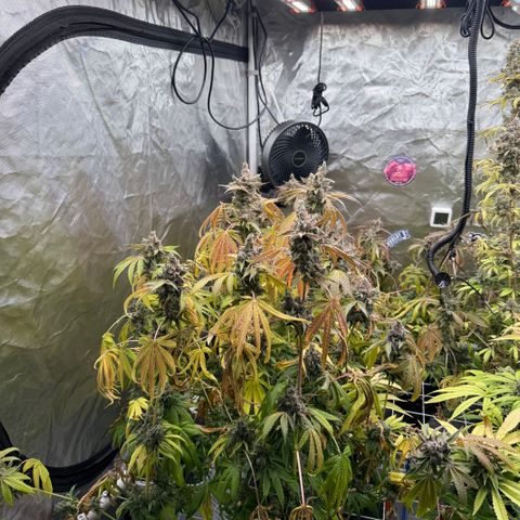 Super Lemon Haze x Clementine growlog timeline photo