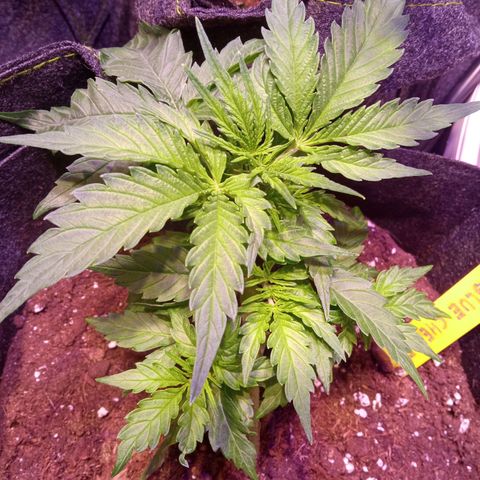Blue Cheese Automatic growlog timeline photo