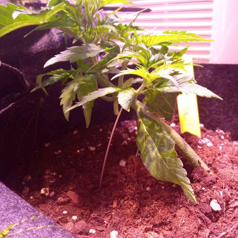 Blue Cheese Automatic growlog photo: LST