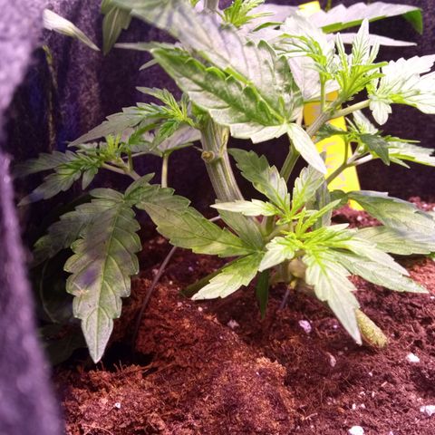 Northern Lights Automatic growlog photo: LST