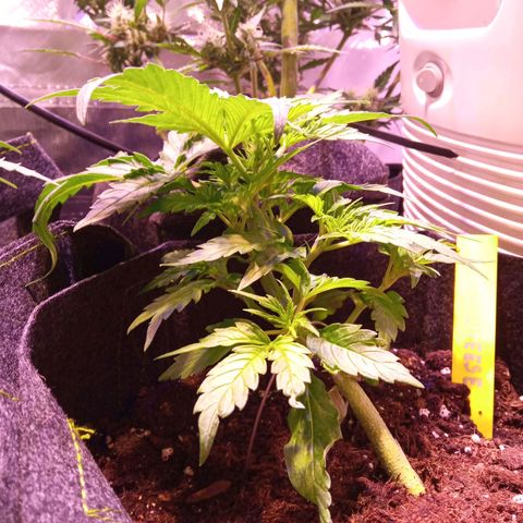 Blue Cheese Automatic growlog timeline photo