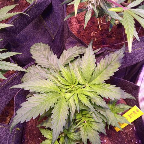 Blue Cheese Automatic growlog timeline photo