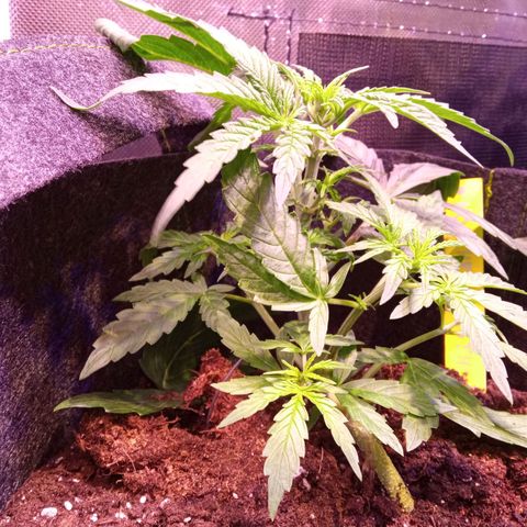 Blue Cheese Automatic growlog timeline photo