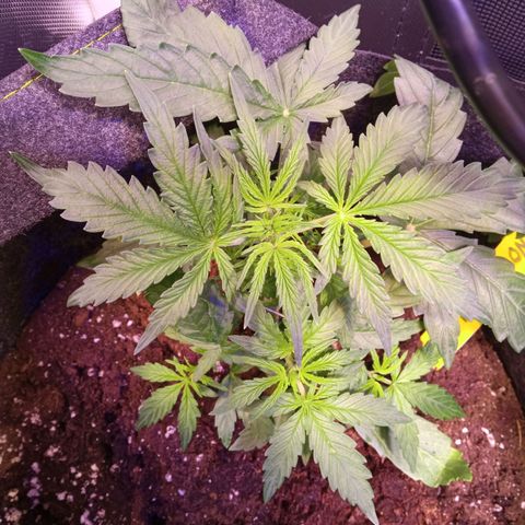 Blue Cheese Automatic growlog timeline photo