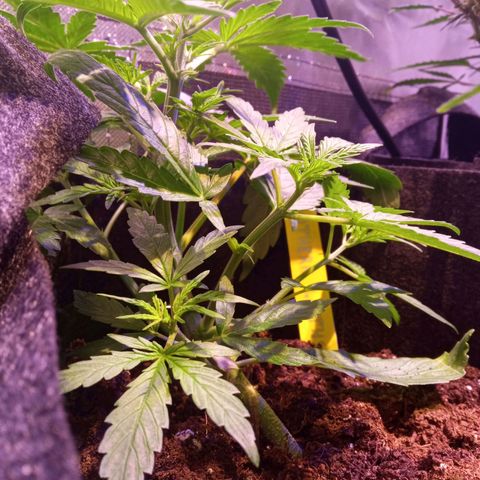 Northern Lights Automatic growlog timeline photo