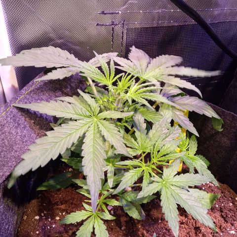 Northern Lights Automatic growlog timeline photo