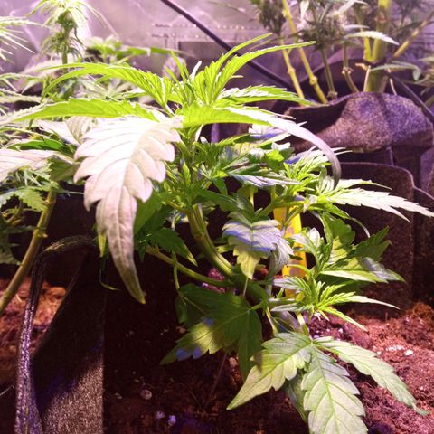 Blue Cheese Automatic growlog timeline photo