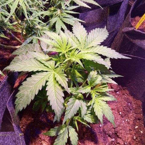 Blue Cheese Automatic growlog timeline photo